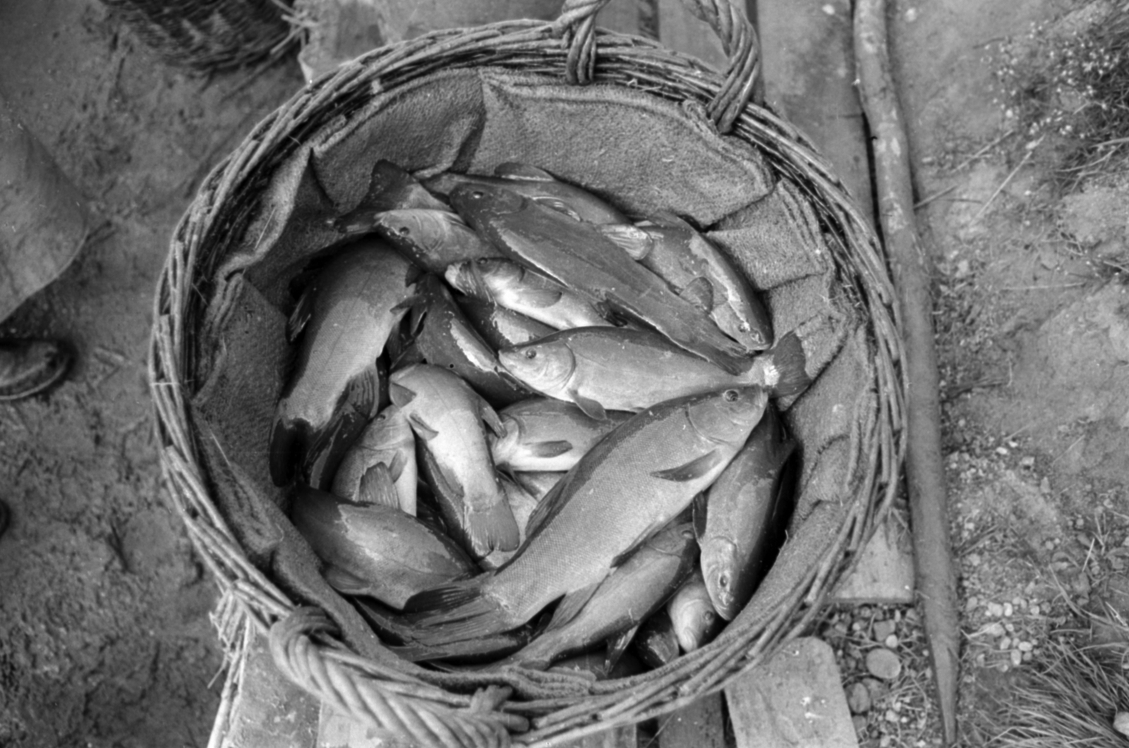 Hungary, Pákozd, Dinnyési halgazdaság., 1962, Tölg Anna, fish, basket, fishing, Fortepan #189763