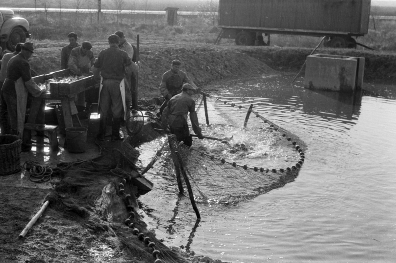 Magyarország, Pákozd, Dinnyési halgazdaság, lehalászás., 1962, Tölg Anna, Fortepan #189769