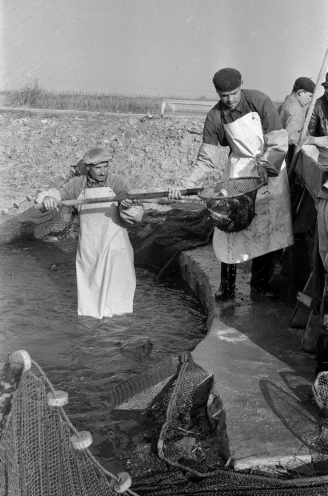 Hungary, Pákozd, Dinnyési halgazdaság, lehalászás., 1962, Tölg Anna, landing net, hold in arms, Fortepan #189772