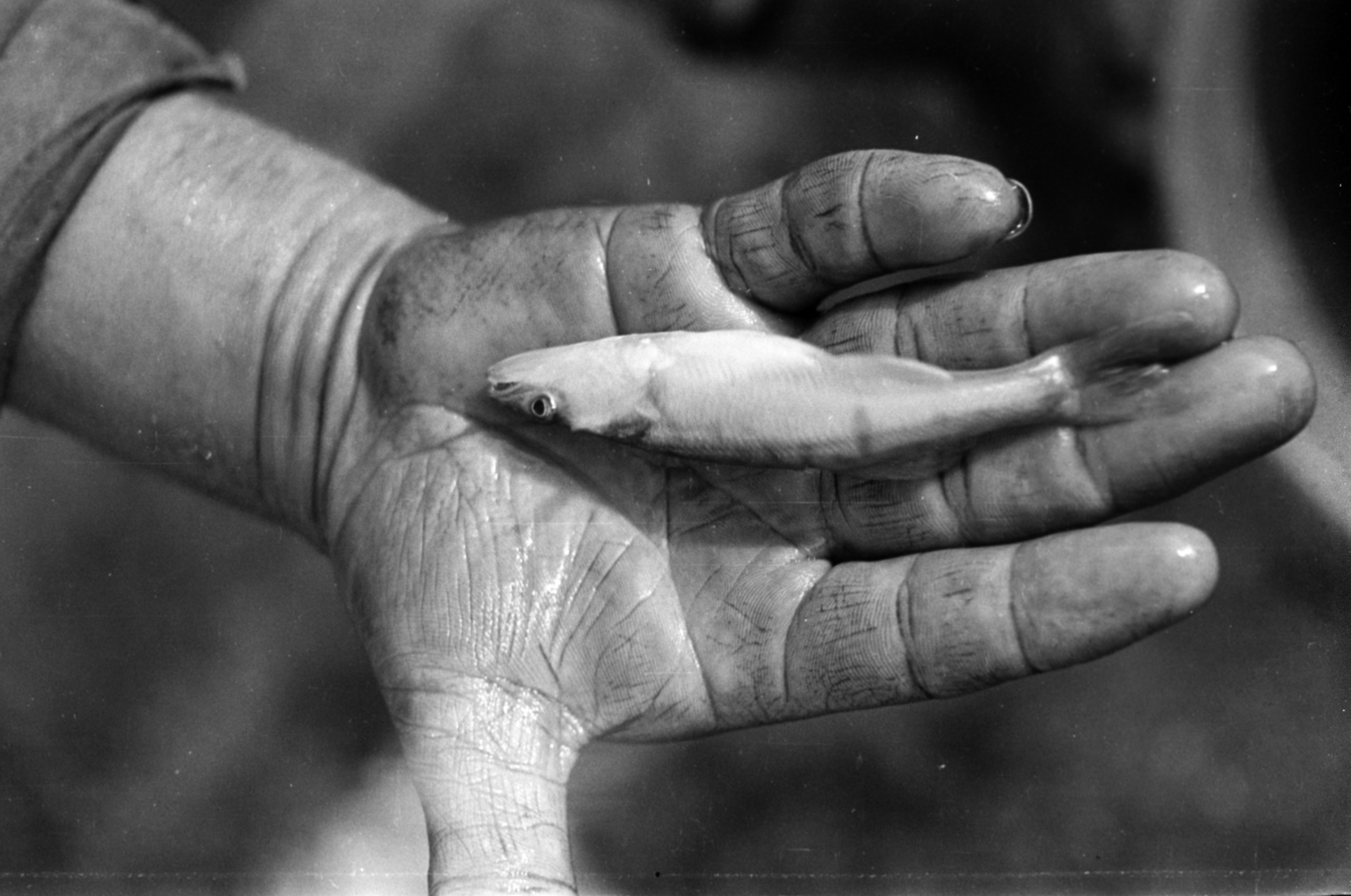 1962, Tölg Anna, hold in arms, fish, Fortepan #189778