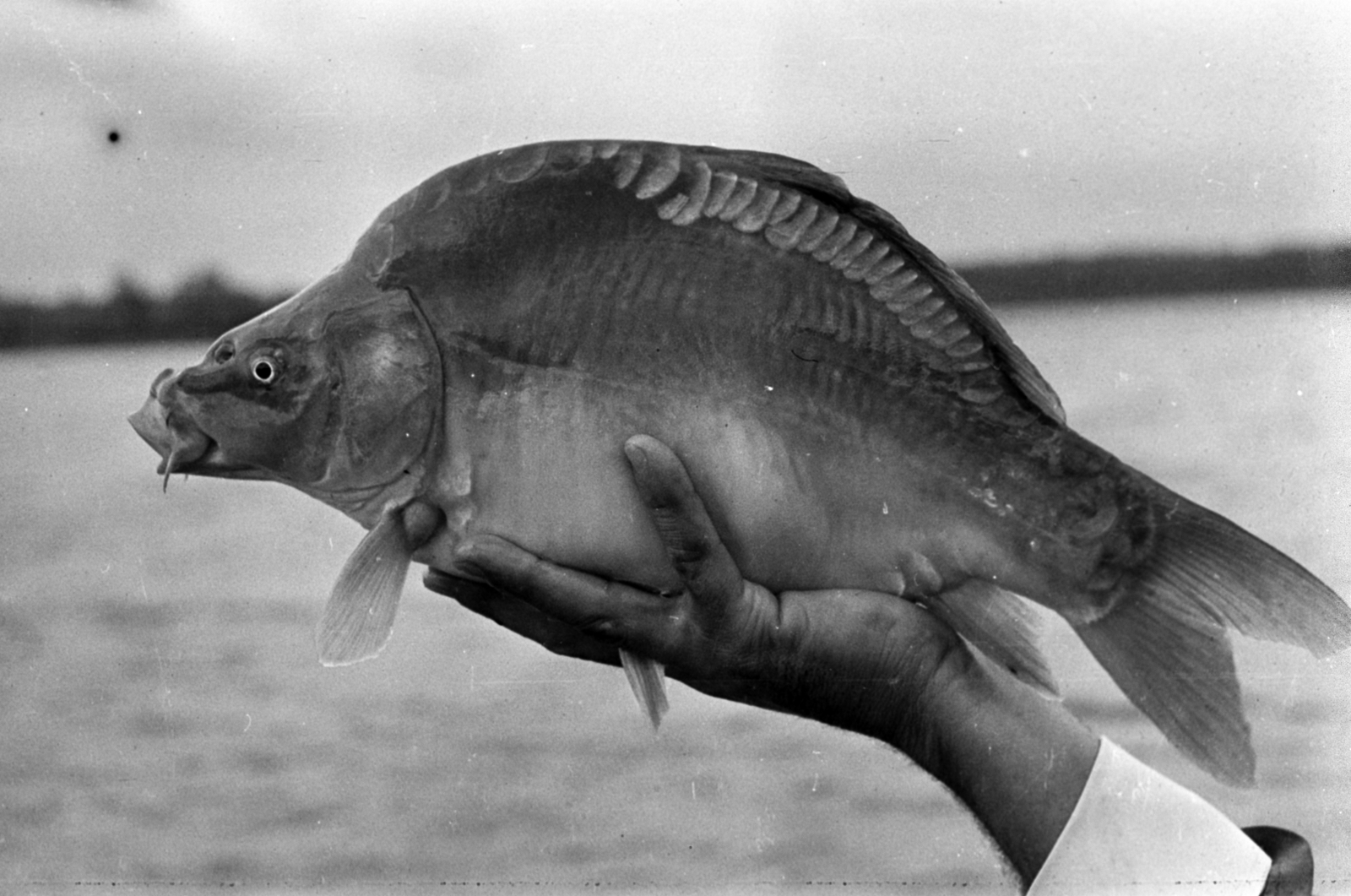 1962, Tölg Anna, hold in arms, fish, Fortepan #189824