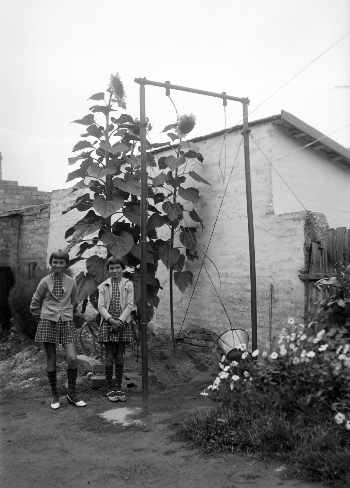 1960, Zagyva Tiborné, girls, sunflower, Fortepan #190269