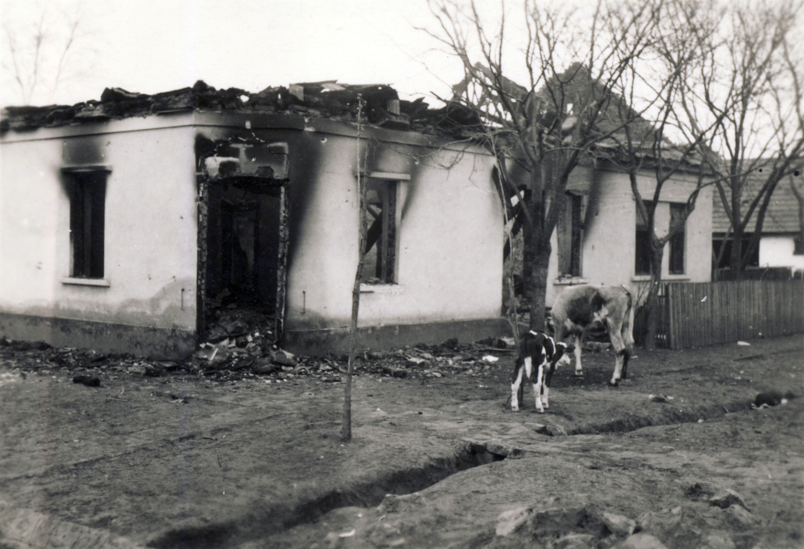 Serbia, 1941, Zagyva Tiborné, Fortepan #190350