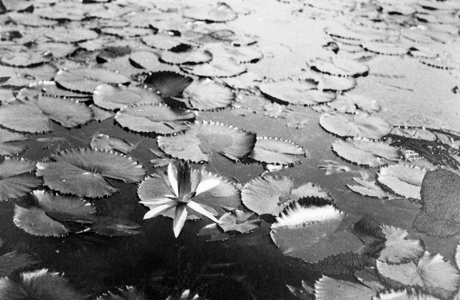 Hungary, Hévíz, Tófürdő., 1936, Jankovszky György, lake, flower, water lily, Fortepan #19047