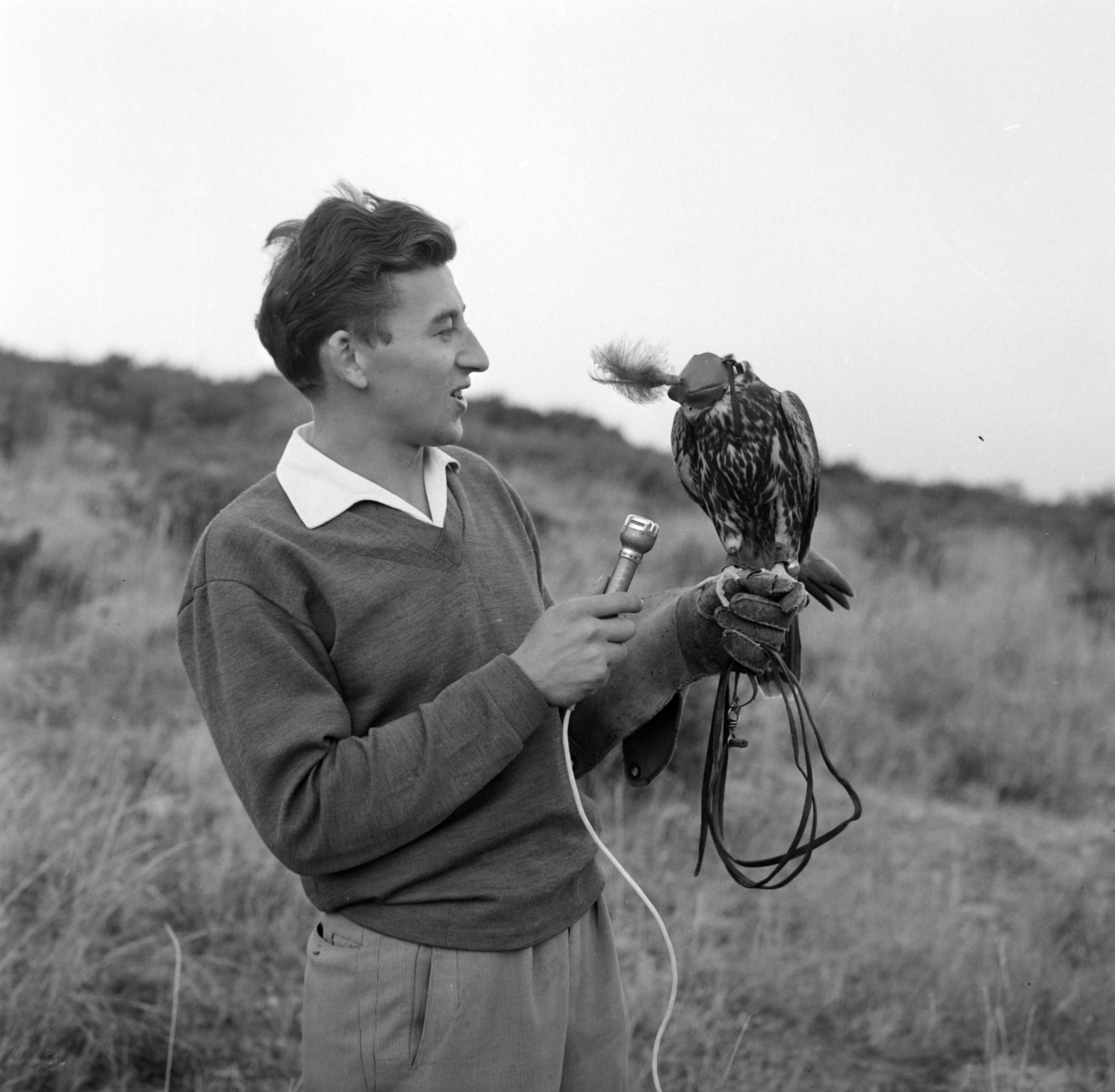 Hungary, Varga Pál a Magyar Rádió riporte., 1959, Szalay Zoltán, hawk, microphone, bird of prey, Fortepan #190475