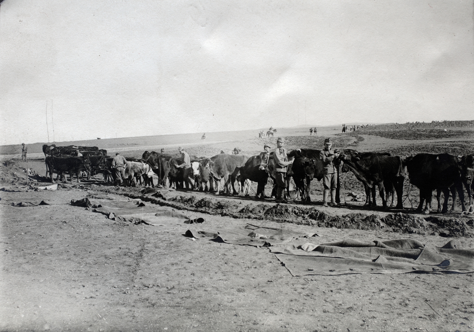 1916, Kieselbach Gyula, First World War, cattle, Fortepan #191328