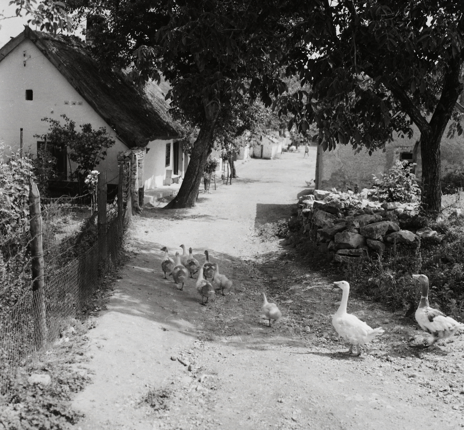 Hungary, Öskü, 1959, Kotnyek Antal, village, street view, poultry, goose, Fortepan #19153