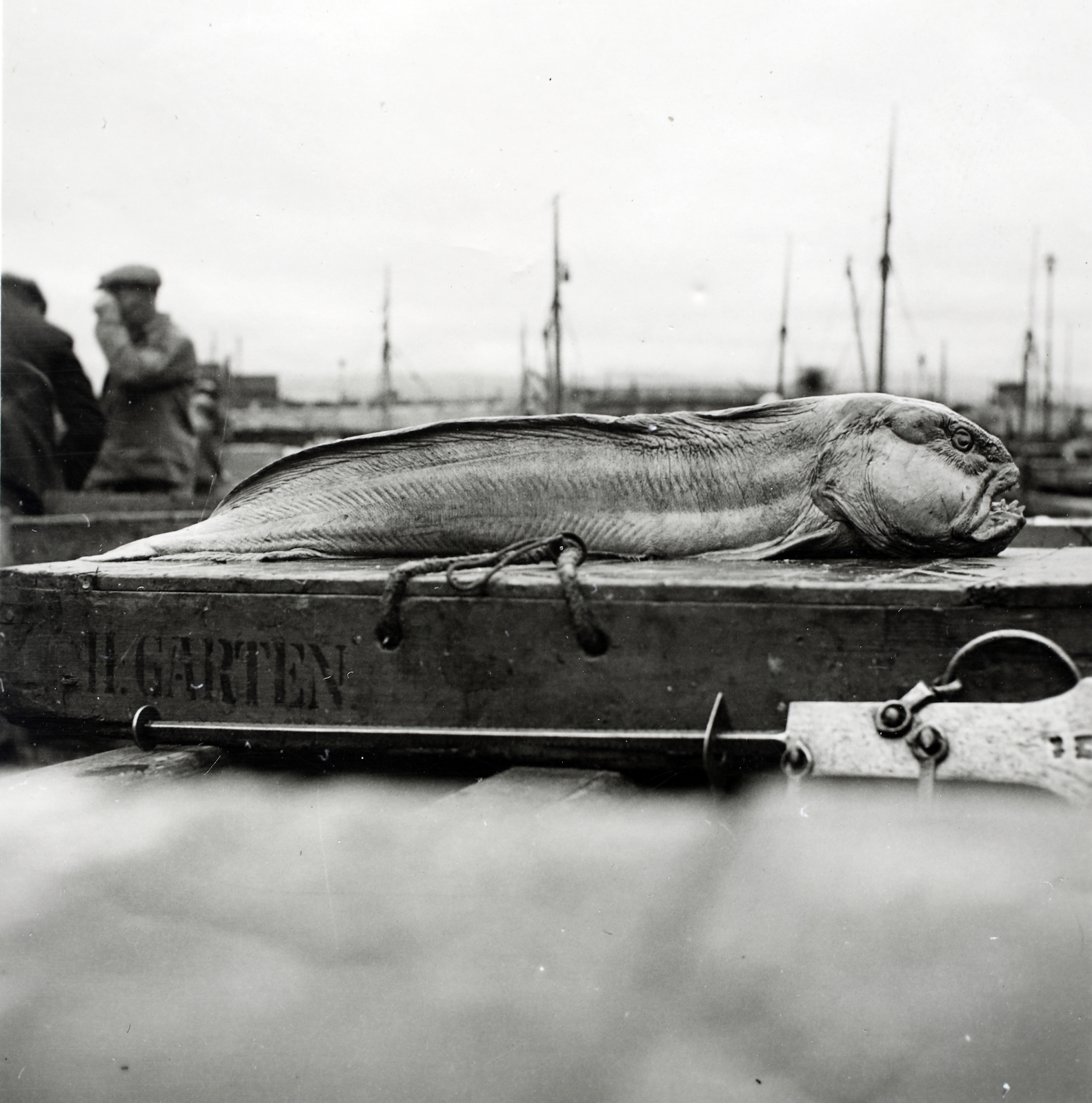 Norway, Trondheim, 1939, fish market, fish, Fortepan #191679