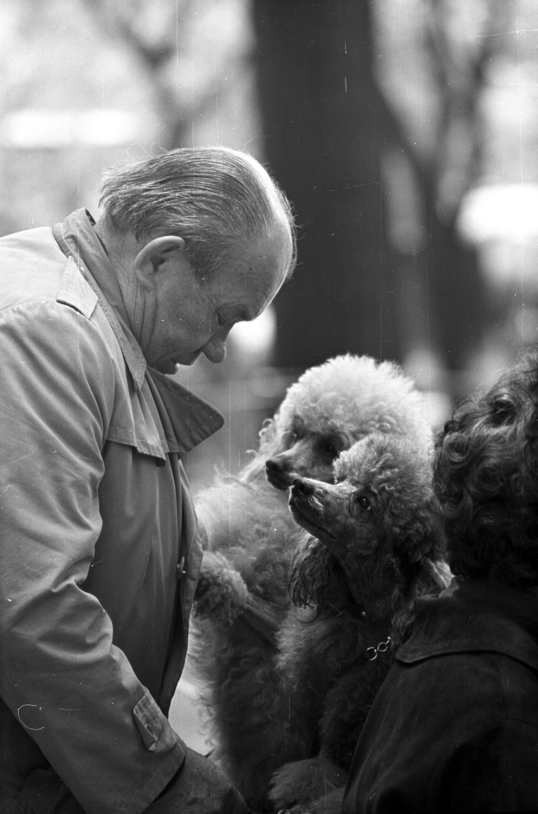 1979, Kriss Géza, dog, Fortepan #192279