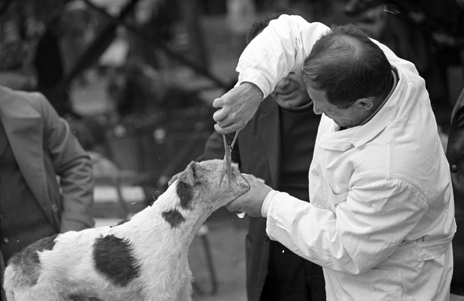 1979, Kriss Géza, dog, Fortepan #192285