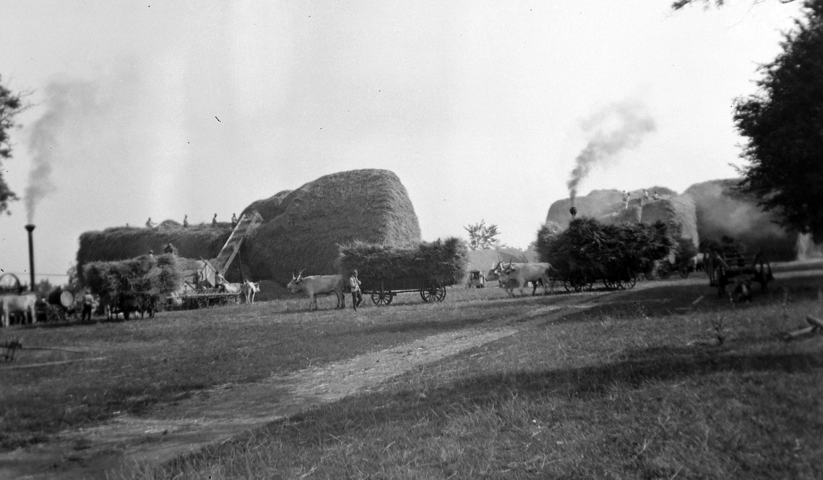 Hofherr-Schrantz-Clayton-Shuttleworth cséplőgép és tüzesgép., 1933, Fortepan, chariot, genre painting, cattle, coach, agriculture, work, threshing, Fortepan #19239