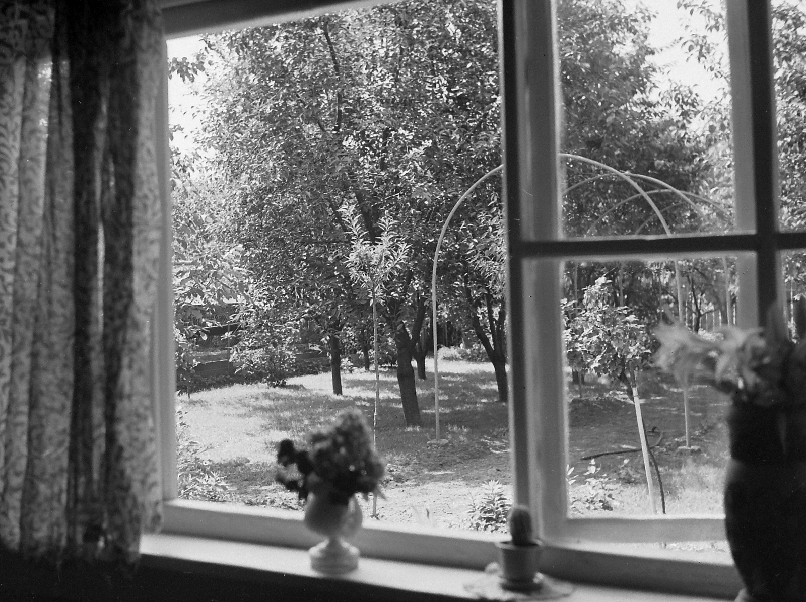 1955, Rothman család, flower, window, greenery, Fortepan #19280