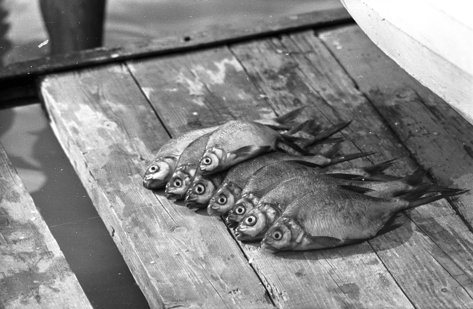 1967, Kriss Géza, fish, Fortepan #192902