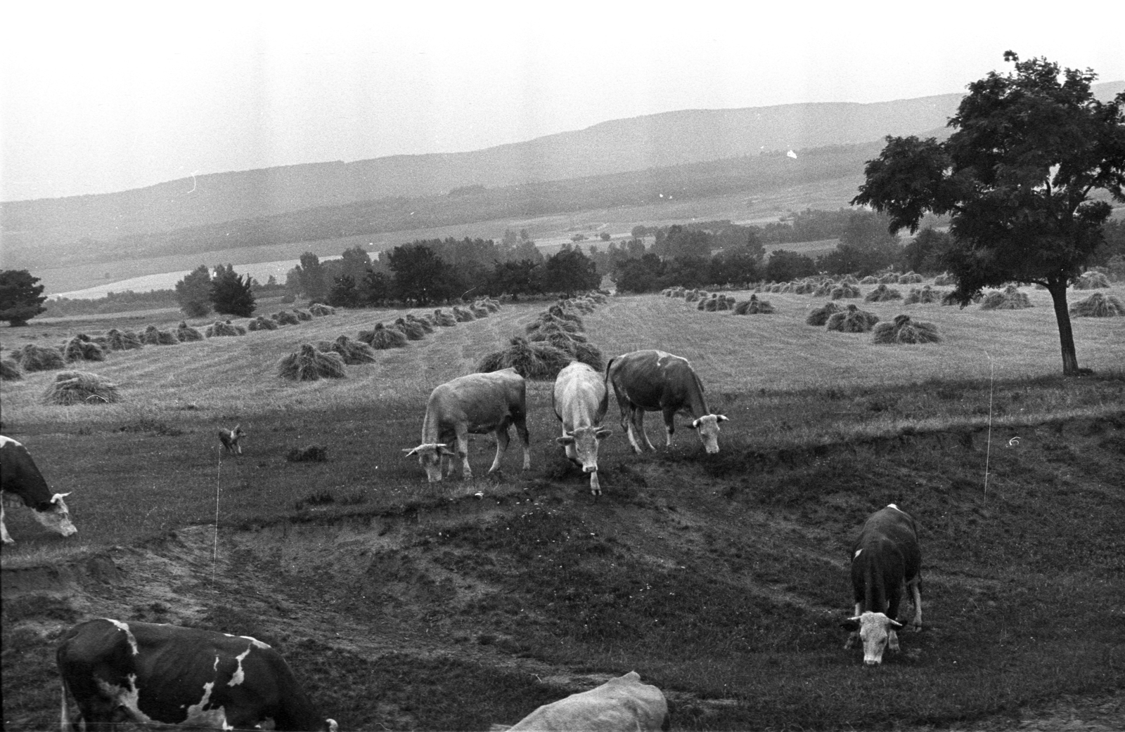 1972, Kriss Géza, cattle, Fortepan #193095