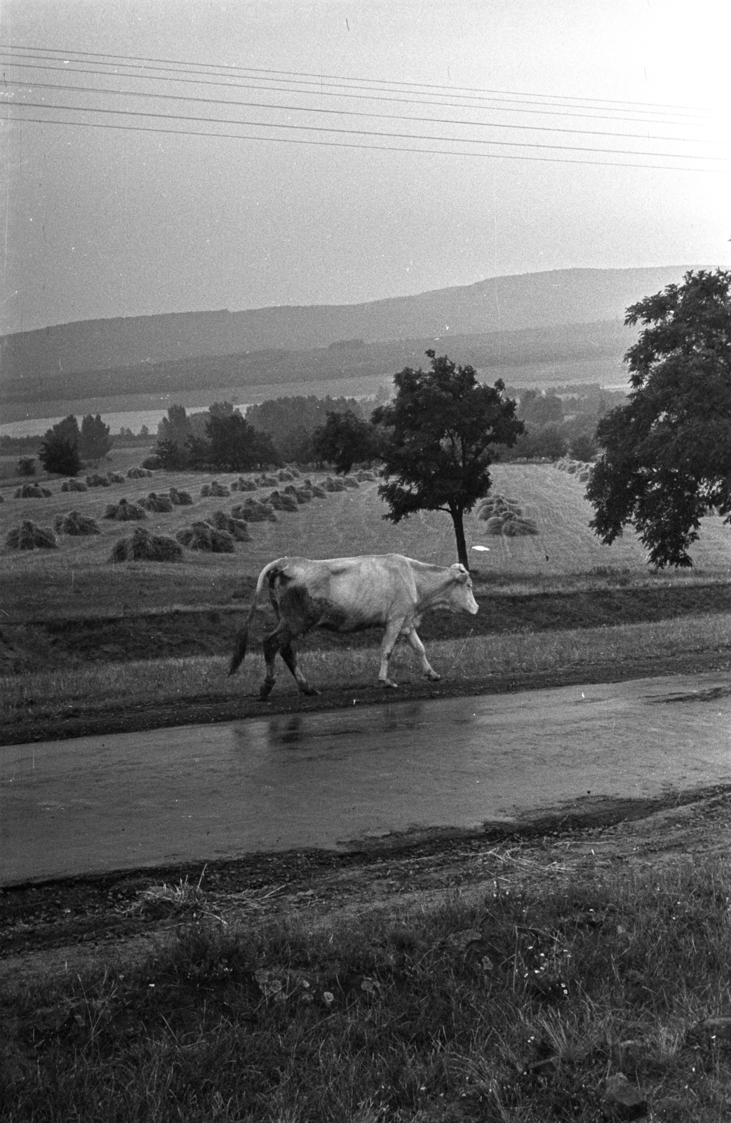 1972, Kriss Géza, cattle, Fortepan #193097