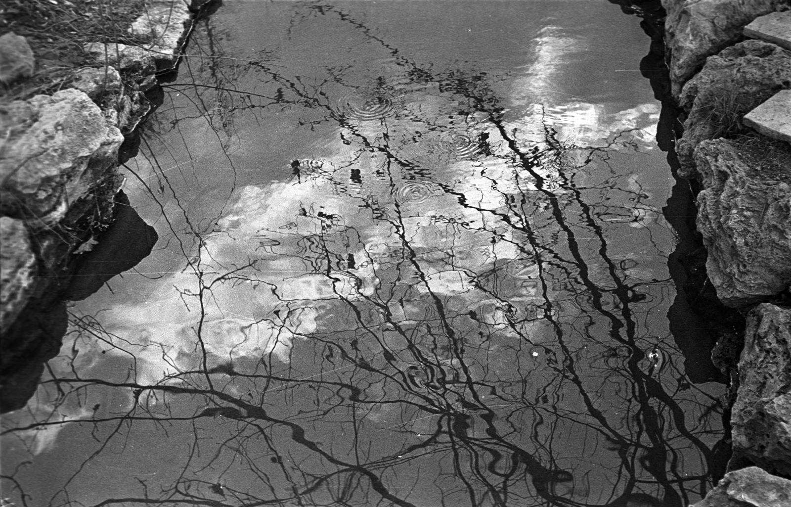 1974, Kriss Géza, reflection, branch, stream, Fortepan #193211