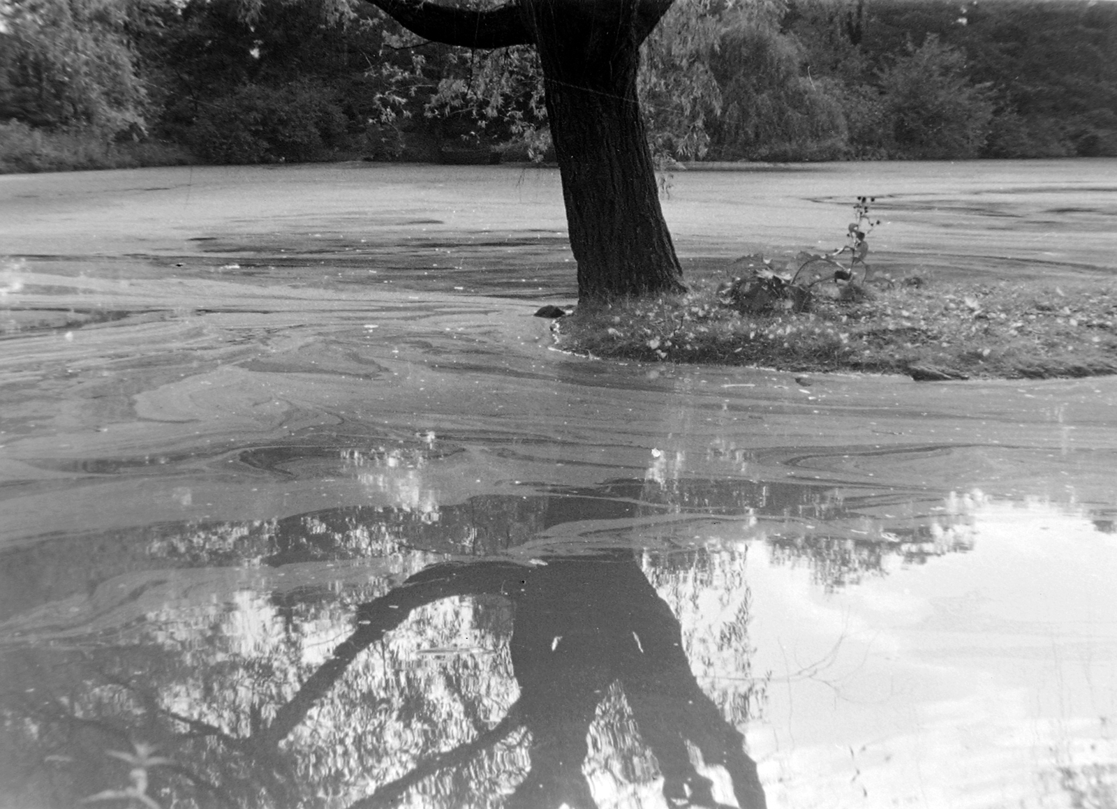 1942, Wein Sarolta, water surface, Fortepan #19362