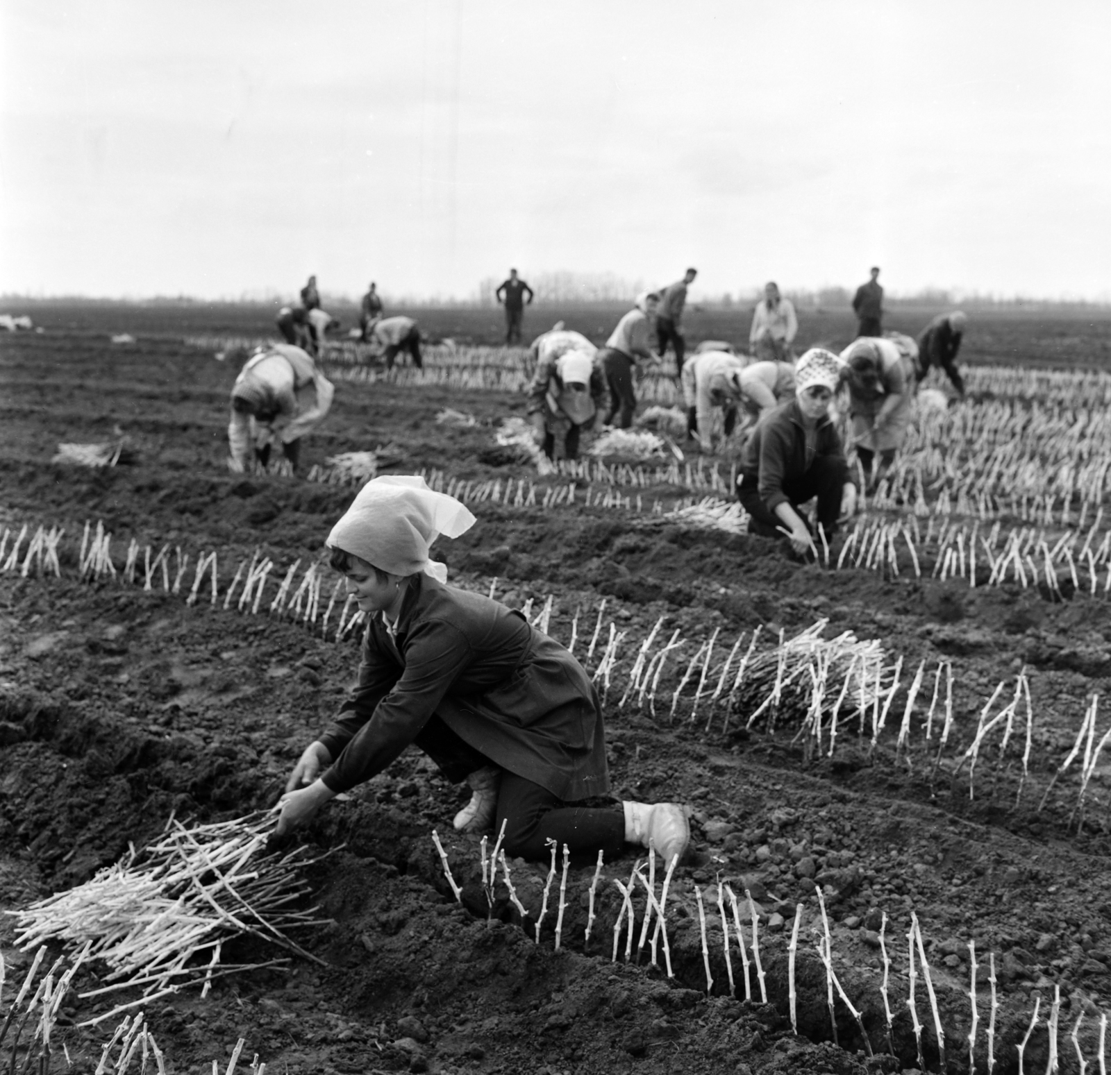 Hungary, szőlőiskola, szőlődugványok., 1969, Gábor Viktor, agriculture, Fortepan #193879