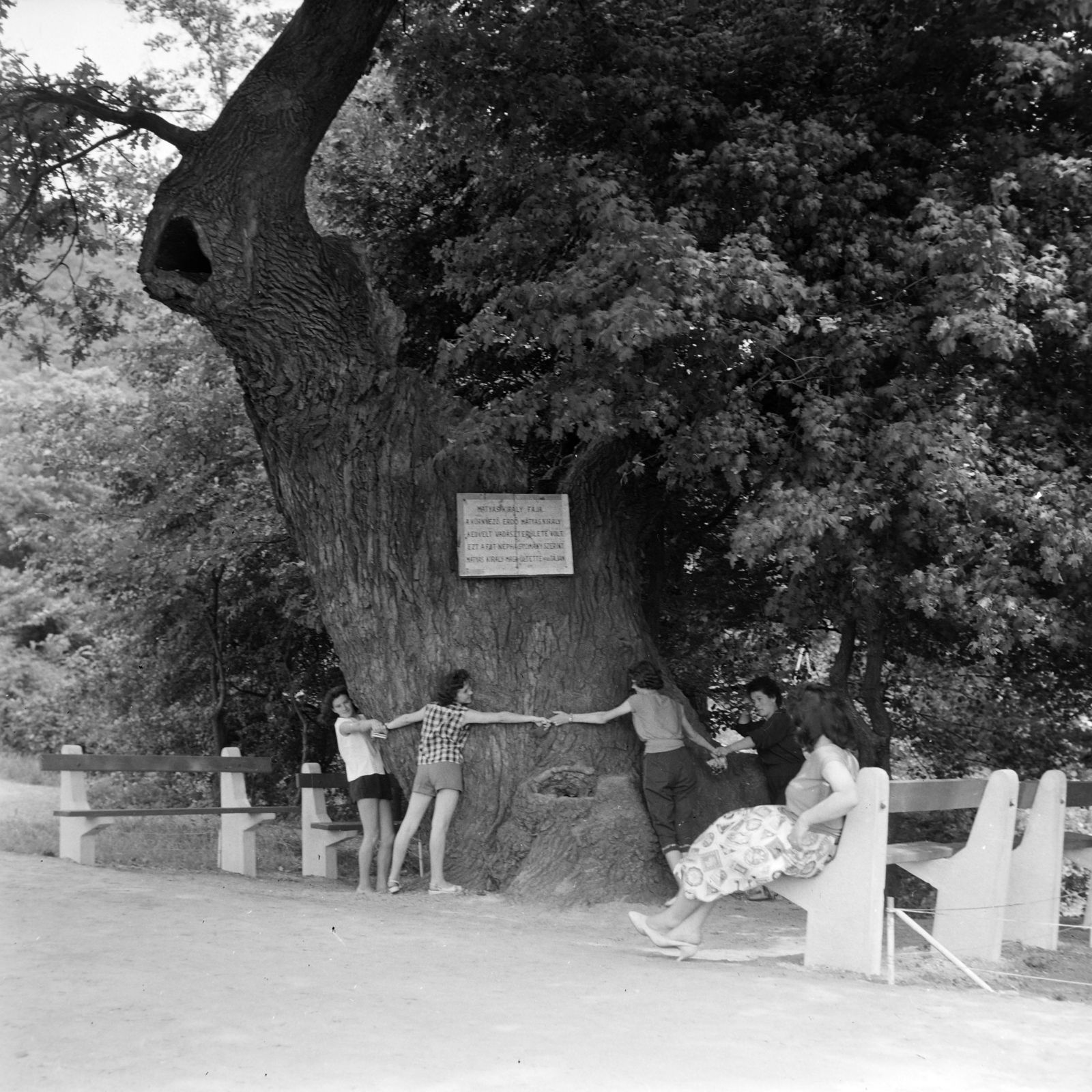 Magyarország, Verőce, az Express Diák és Ifjúsági Üdülőtábor területe. A kocsányos tölgyet a legenda szerint Mátyás király ültette., 1965, Gábor Viktor, emléktábla, Fortepan #193887