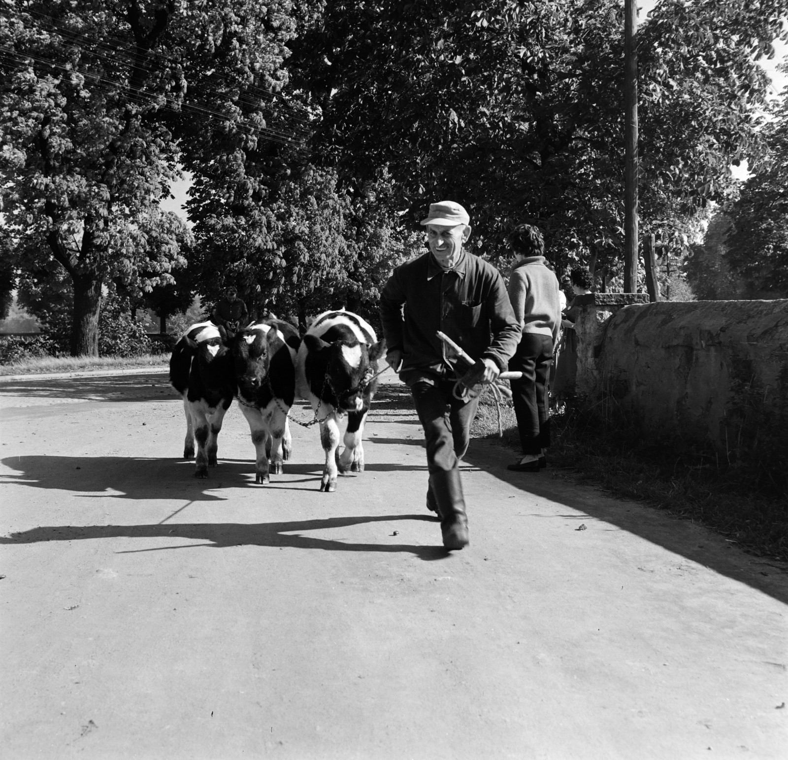 1965, Gábor Viktor, szarvasmarha, Fortepan #193911