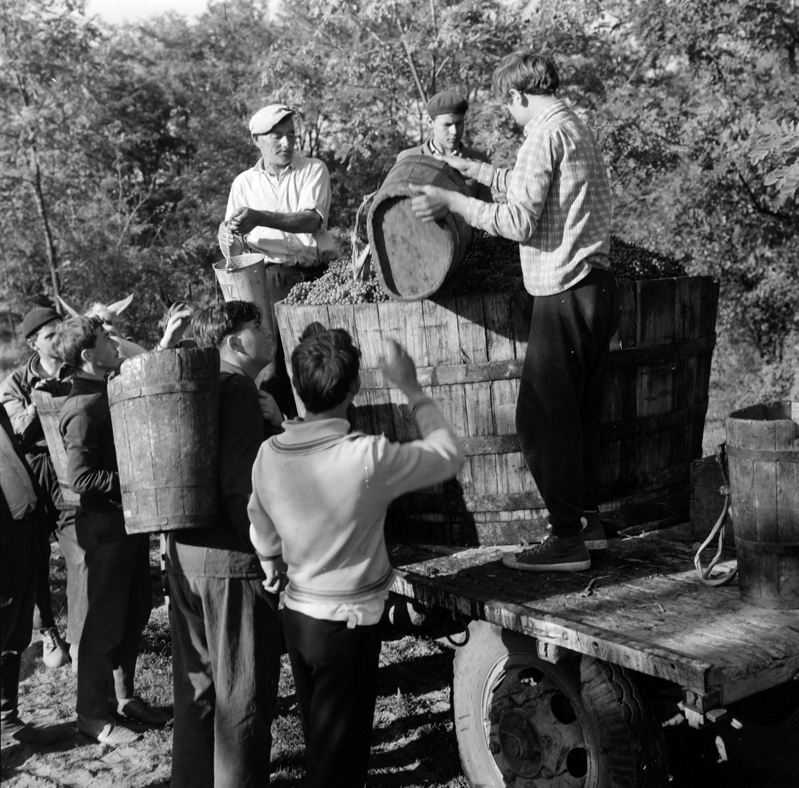 Hungary, Március 21. Termelőszövetkezet, a felvétel szüret idején készült., 1964, Gábor Viktor, harvest, Fortepan #193921