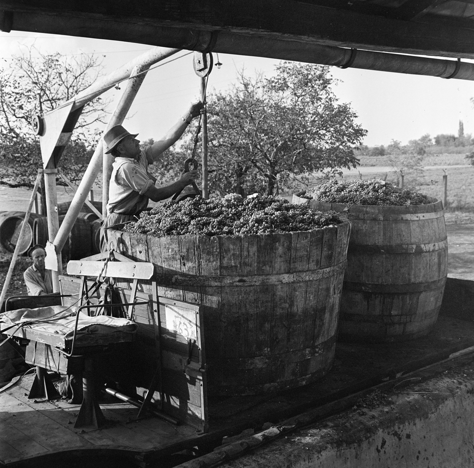 Hungary, Március 21. Termelőszövetkezet, a felvétel szüret idején készült., 1964, Gábor Viktor, harvest, Fortepan #193922