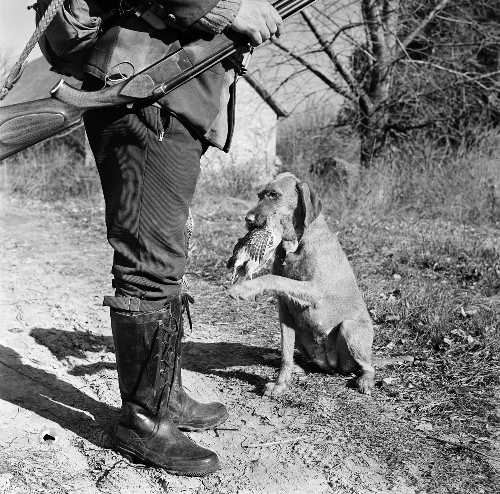 1966, Gábor Viktor, dog, hunter, Fortepan #194024