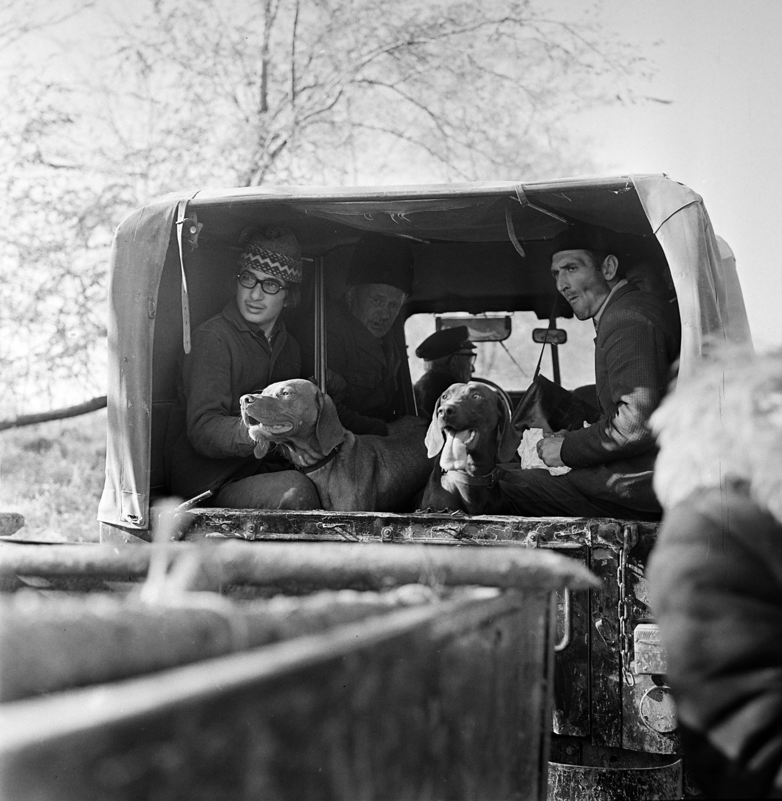 1966, Gábor Viktor, kutya, vizsla, Fortepan #194025