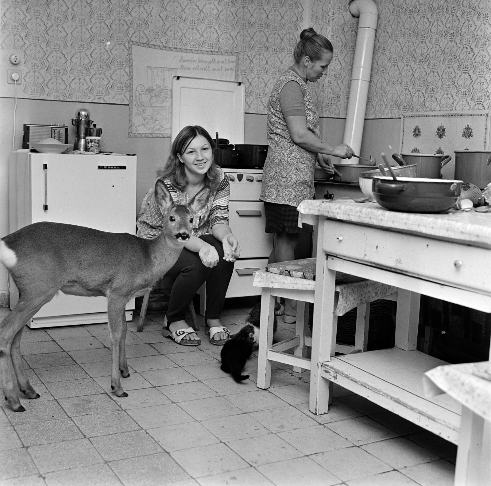 1975, Gábor Viktor, deer, kitchen, Fortepan #194026