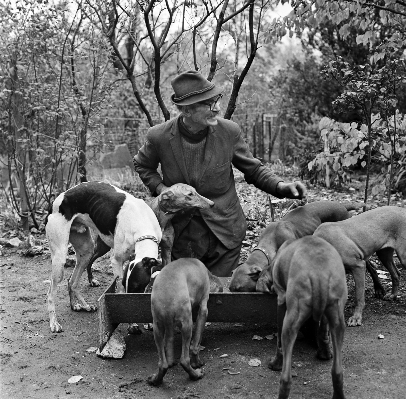 1966, Gábor Viktor, dog, greyhound, Fortepan #194041