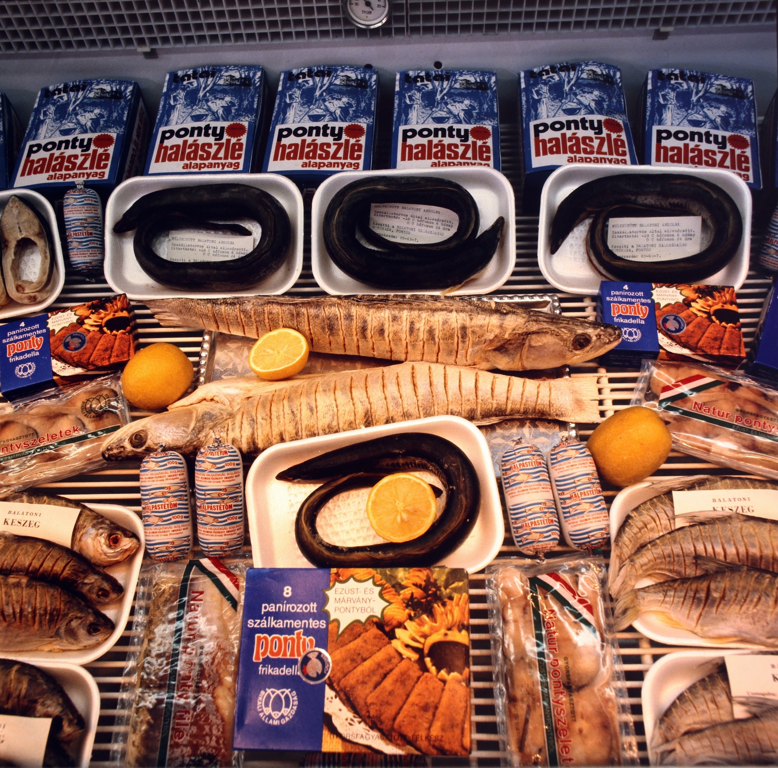 1981, Gábor Viktor, colorful, fish, carp, Fortepan #194111