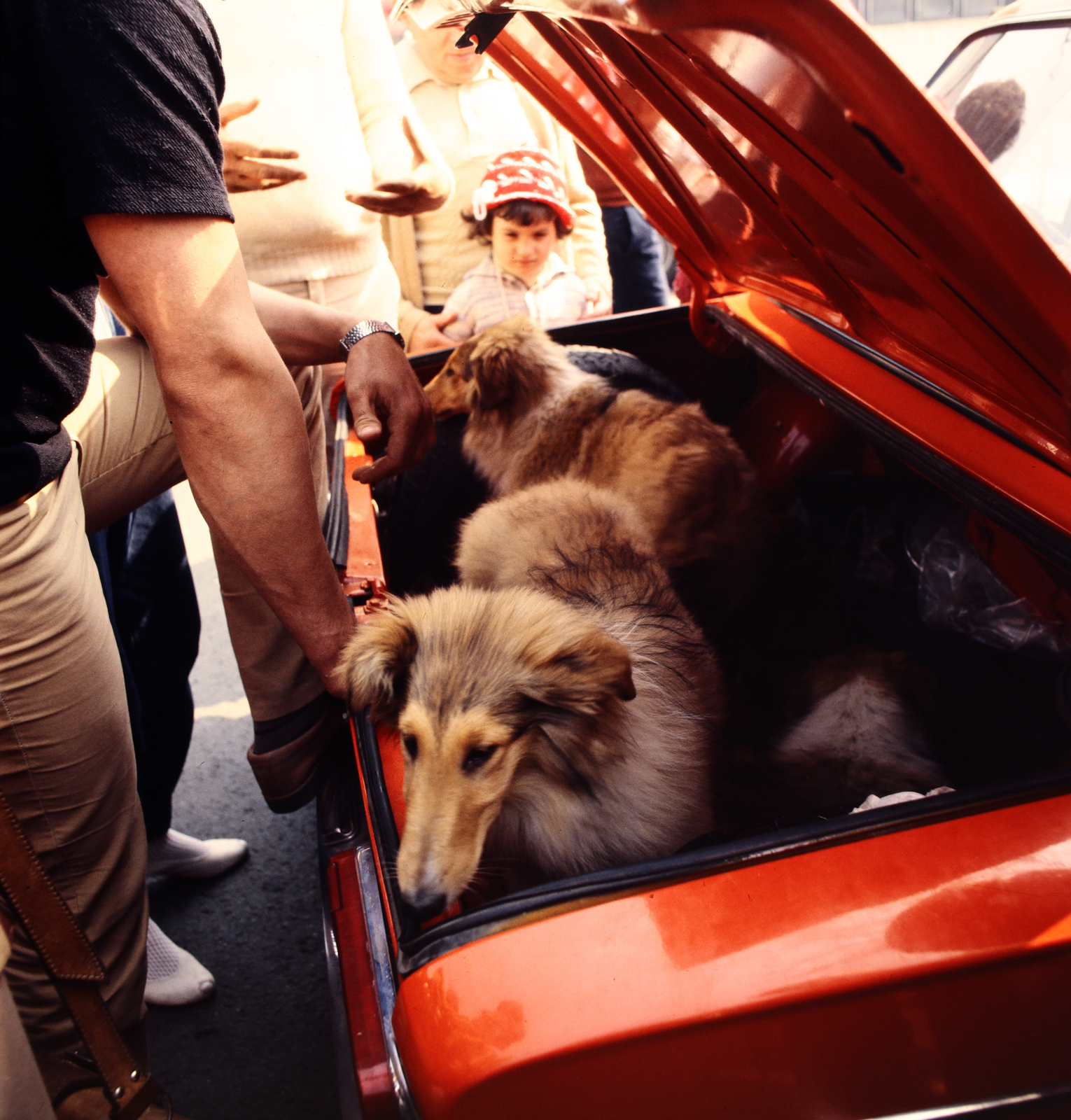 Hungary, Budapest II., Marczibányi tér, a felvétel egy kutyakiállítás és vásár idején készült., 1982, Gábor Viktor, colorful, dog, Budapest, Scottish shepher, Fortepan #194121