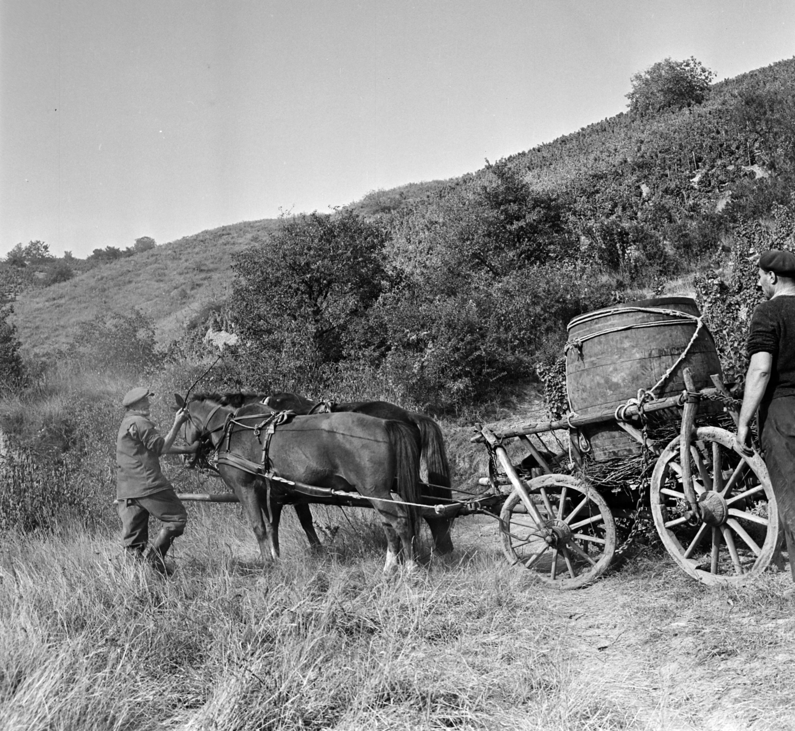 Hungary, Tokaj, 1973, Bojár Sándor, Fortepan #194850