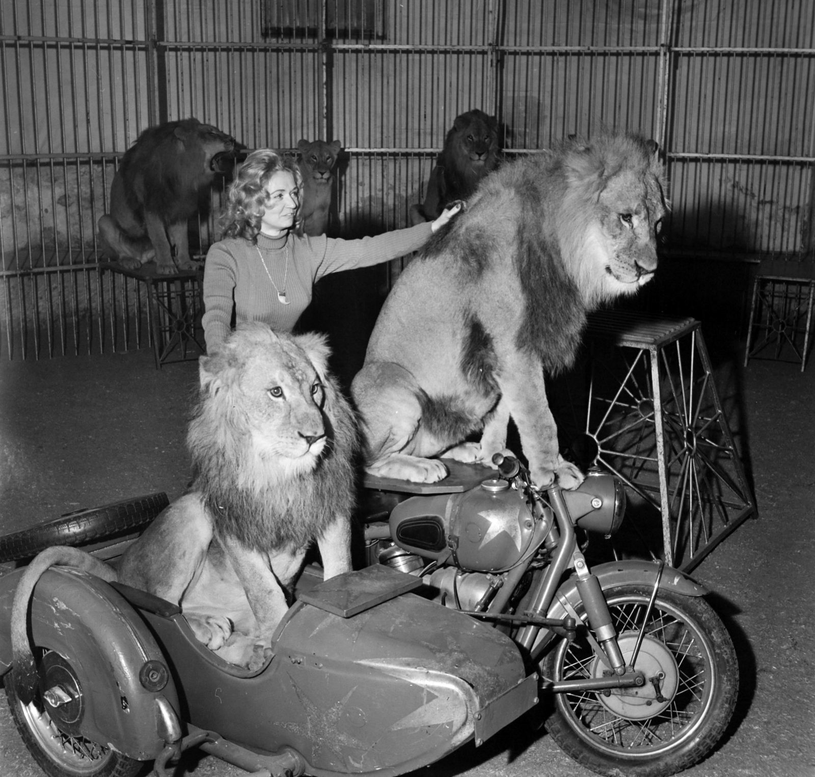 1977, Bojár Sándor, motorcycle with sidecar, animal trainer, lion, Fortepan #195166