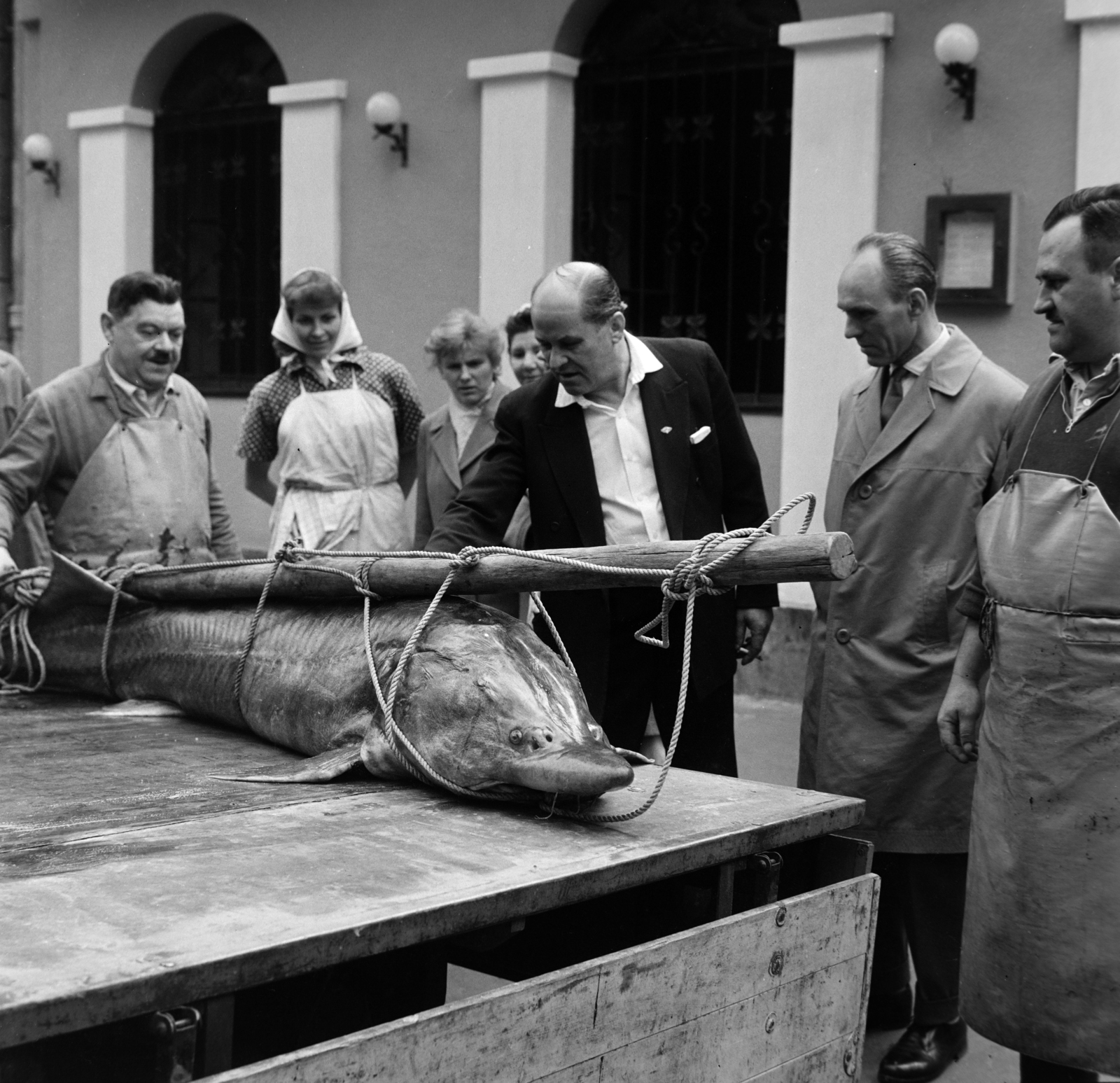 Hungary, Budapest II., Margit körút (Mártírok útja) a 14. szám alatti Paksi Halászcsárda előtt. Paksi halászok által a Dunából kifogott 105 kilogrammos és 215 centiméter hosszú viza., 1962, Bojár Sándor, Budapest, Fortepan #195244