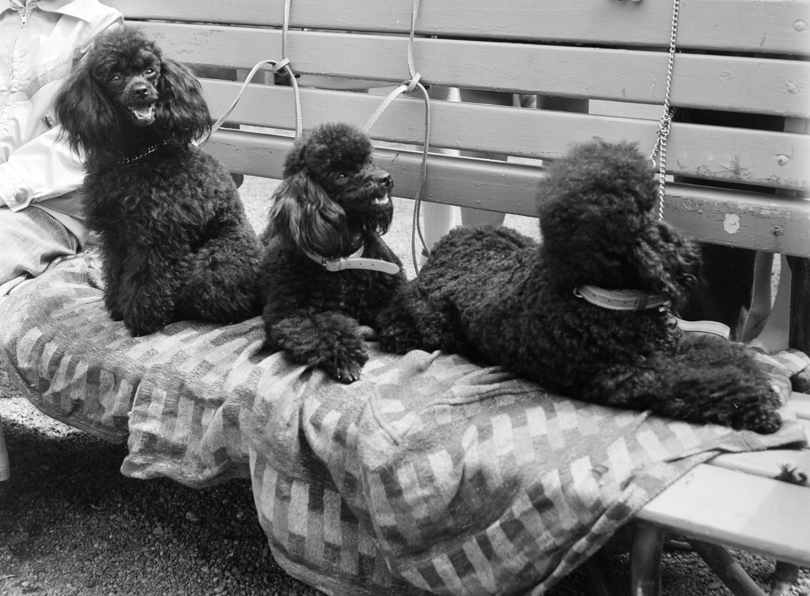 Hungary, Budapest X., Albertirsai (Dobi István) úti vásárterület, kutyakiállítás., 1977, Bojár Sándor, dog, Budapest, dog show, poodle, Fortepan #195249