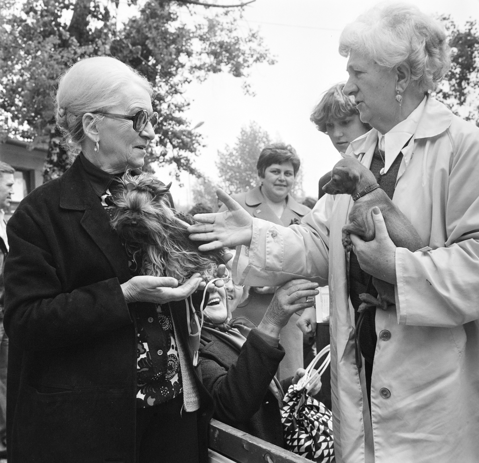 Hungary, Budapest X., Albertirsai (Dobi István) úti vásárterület, kutyakiállítás., 1977, Bojár Sándor, Budapest, Fortepan #195251