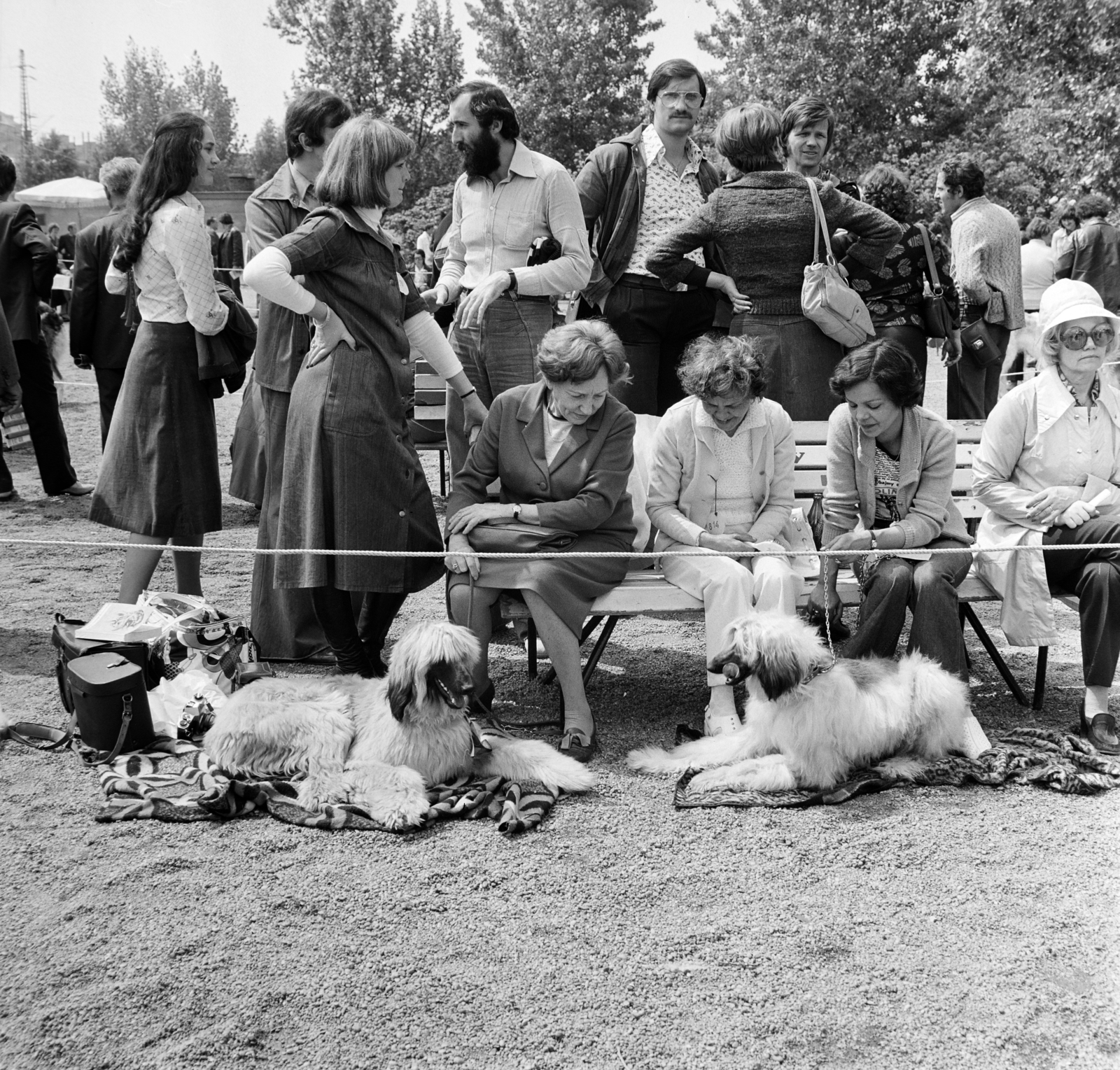 Hungary, Budapest X., Albertirsai (Dobi István) úti vásárterület, kutyakiállítás., 1977, Bojár Sándor, dog, Budapest, dog show, Fortepan #195254
