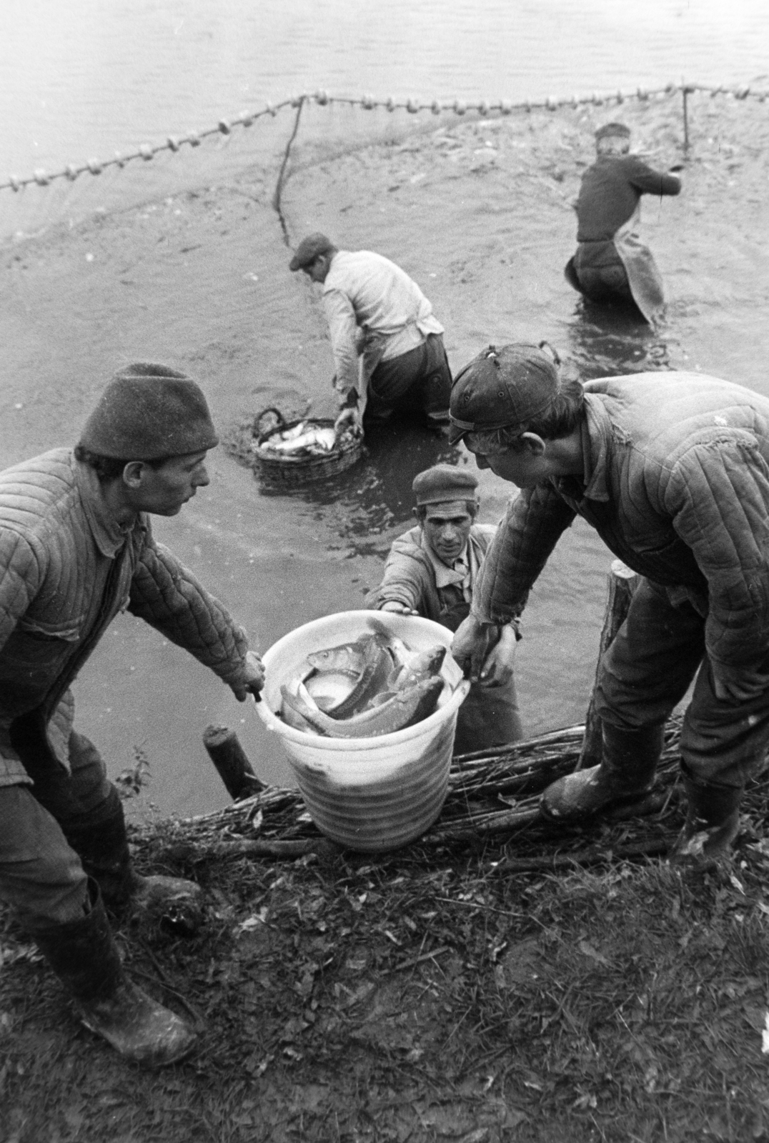Hungary, Varászló, Alsó-Somogy megyei Halgazdaság, Varászlói halastavak, lehalászás., 1971, Bojár Sándor, Fortepan #195544