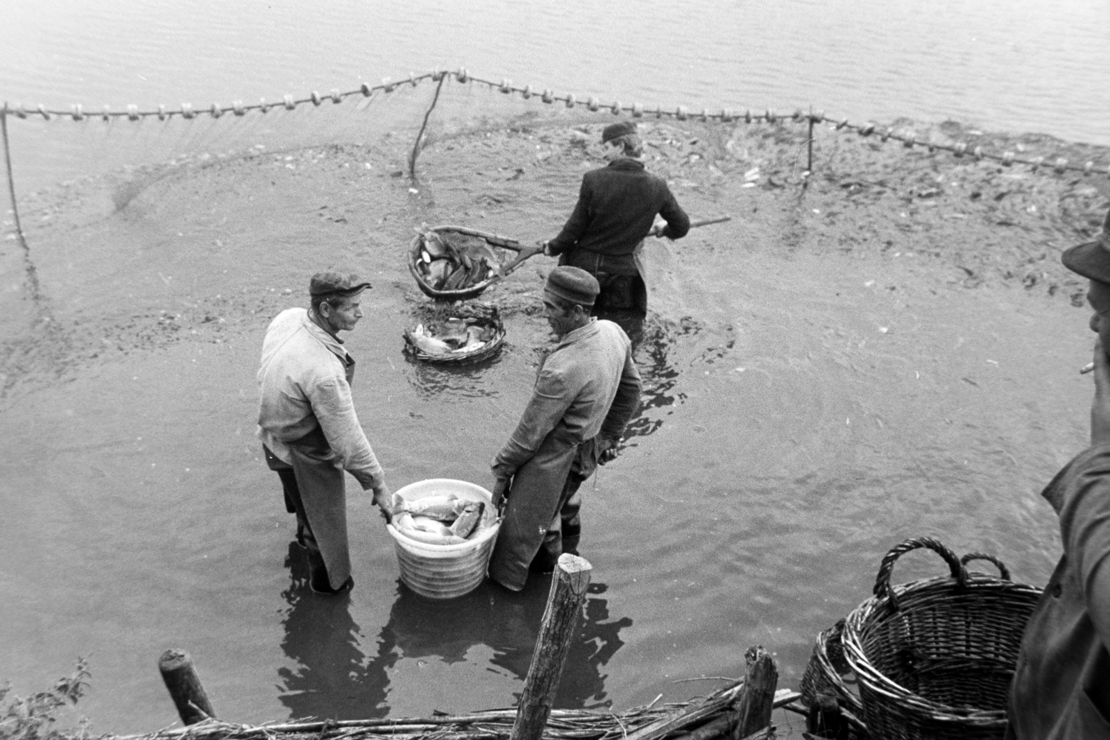 Magyarország, Varászló, Alsó-Somogy megyei Halgazdaság, Varászlói halastavak, lehalászás., 1971, Bojár Sándor, Fortepan #195545