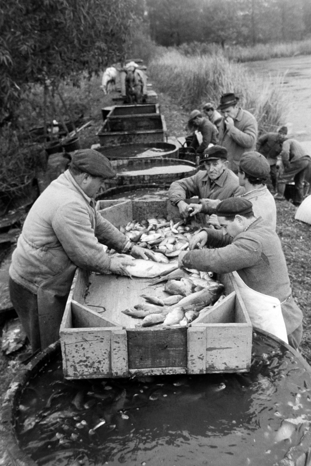 Hungary, Varászló, Alsó-Somogy megyei Halgazdaság, Varászlói halastavak. A felvétel a lehalászás alkalmával, a halak válogatásánál készült., 1971, Bojár Sándor, Fortepan #195546