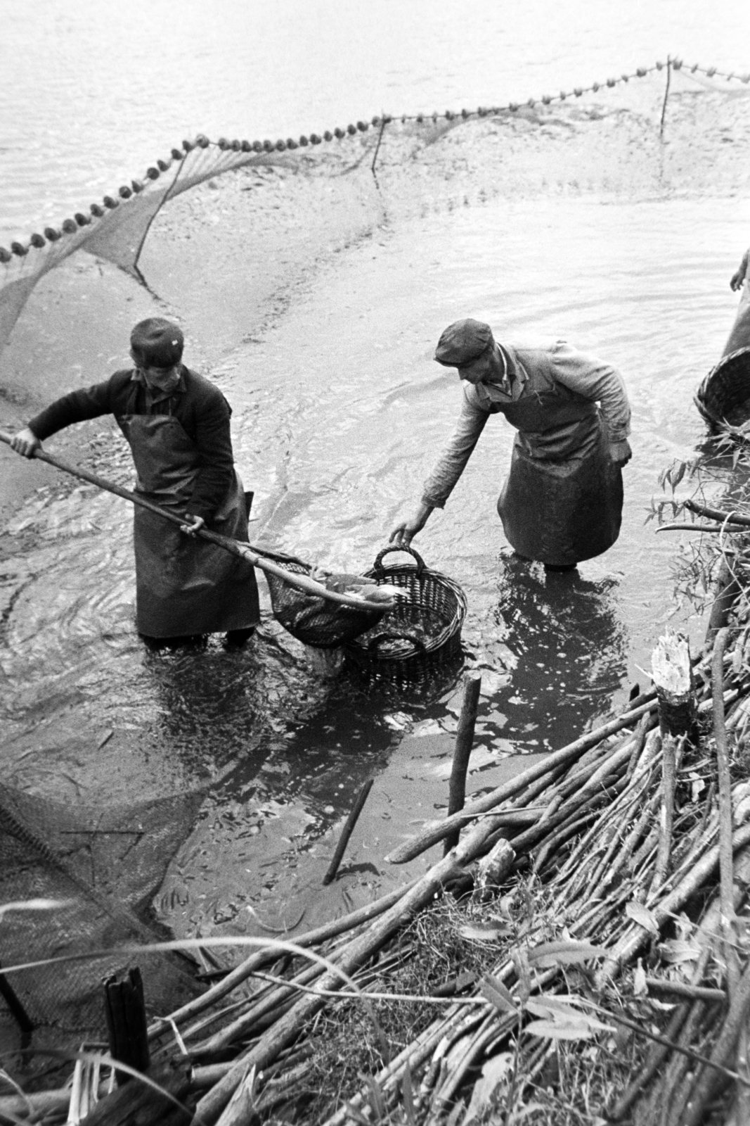 Magyarország, Varászló, Alsó-Somogy megyei Halgazdaság, Varászlói halastavak, lehalászás., 1971, Bojár Sándor, Fortepan #195551