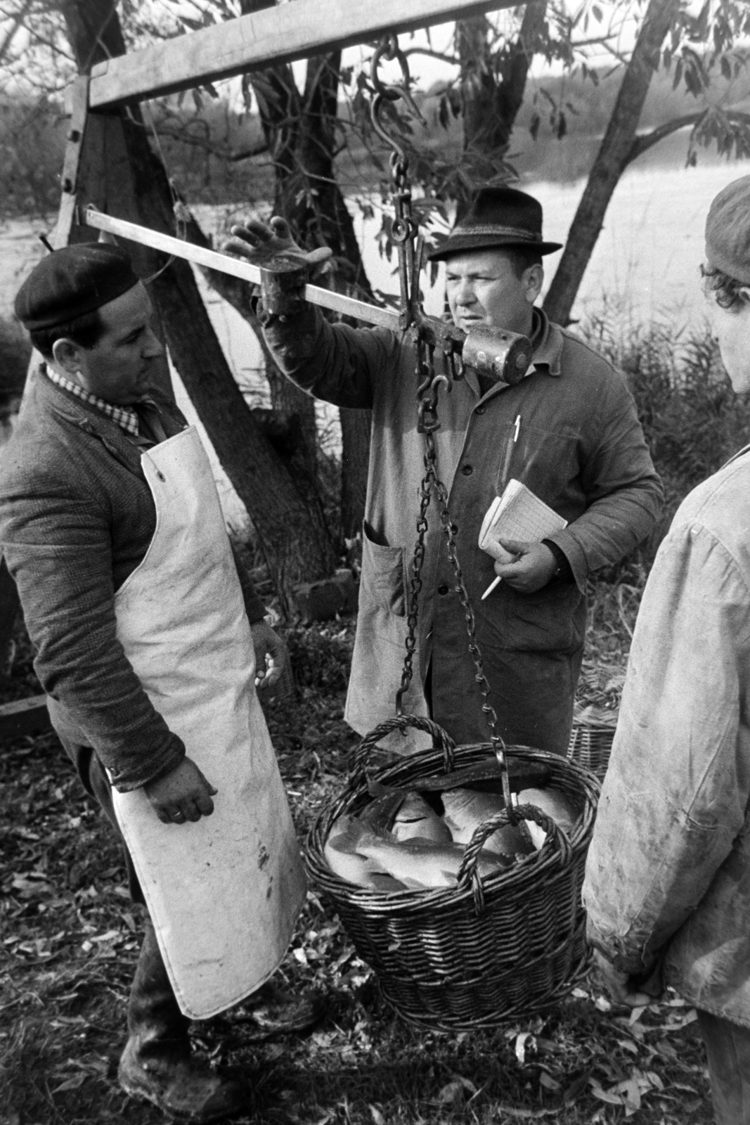 Hungary, Varászló, Alsó-Somogy megyei Halgazdaság, Varászlói halastavak, lehalászás., 1971, Bojár Sándor, Fortepan #195553