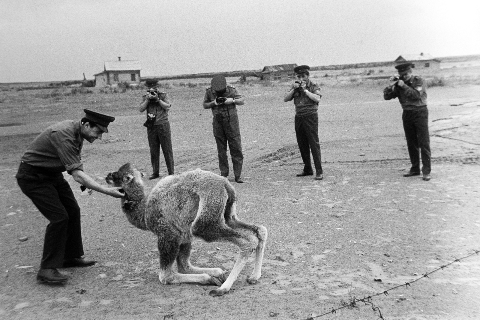 Russia, Asuluk, a Magyar Néphadsereg egyik éleslövészeti gyakorlaton résztvevő légvédelmi alakulatának katonái pihenő idejükben., 1971, Bojár Sándor, Soviet Union, Best of, photography, camel, animal trainer, Fortepan #195857