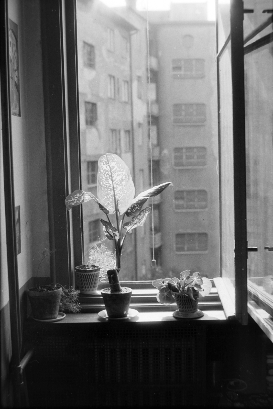 Hungary, Budapest IX., Lónyay (Szamuely) utcai háztömb belső udvar., 1965, Bogyó Virág, Budapest, window, flower, Fortepan #196067