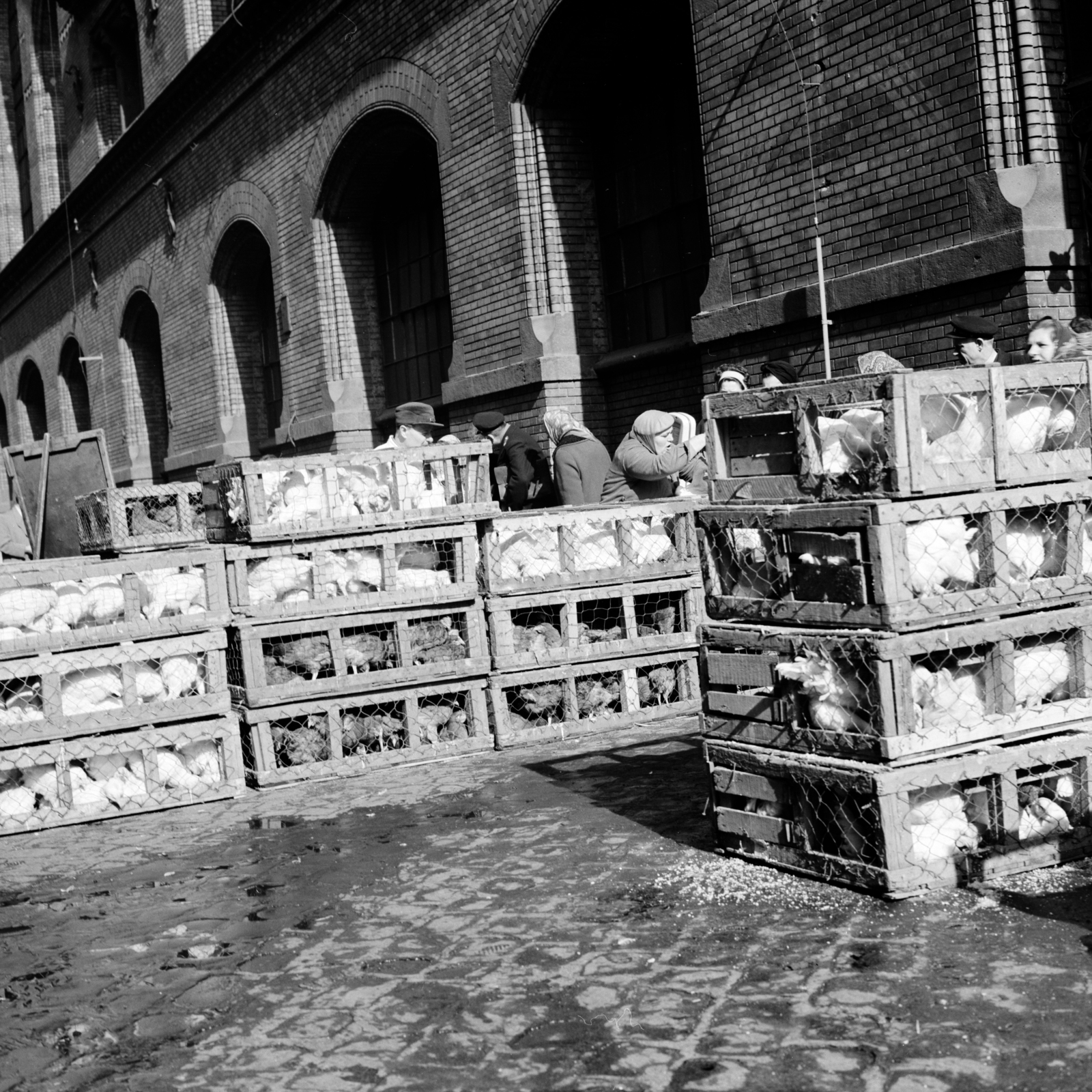 Hungary, Budapest IX., Sóház utca, baromfi vásár a Központi Vásárcsarnok mellett., 1967, Zofia Rydet, market, poultry, pen, Budapest, Fortepan #196206