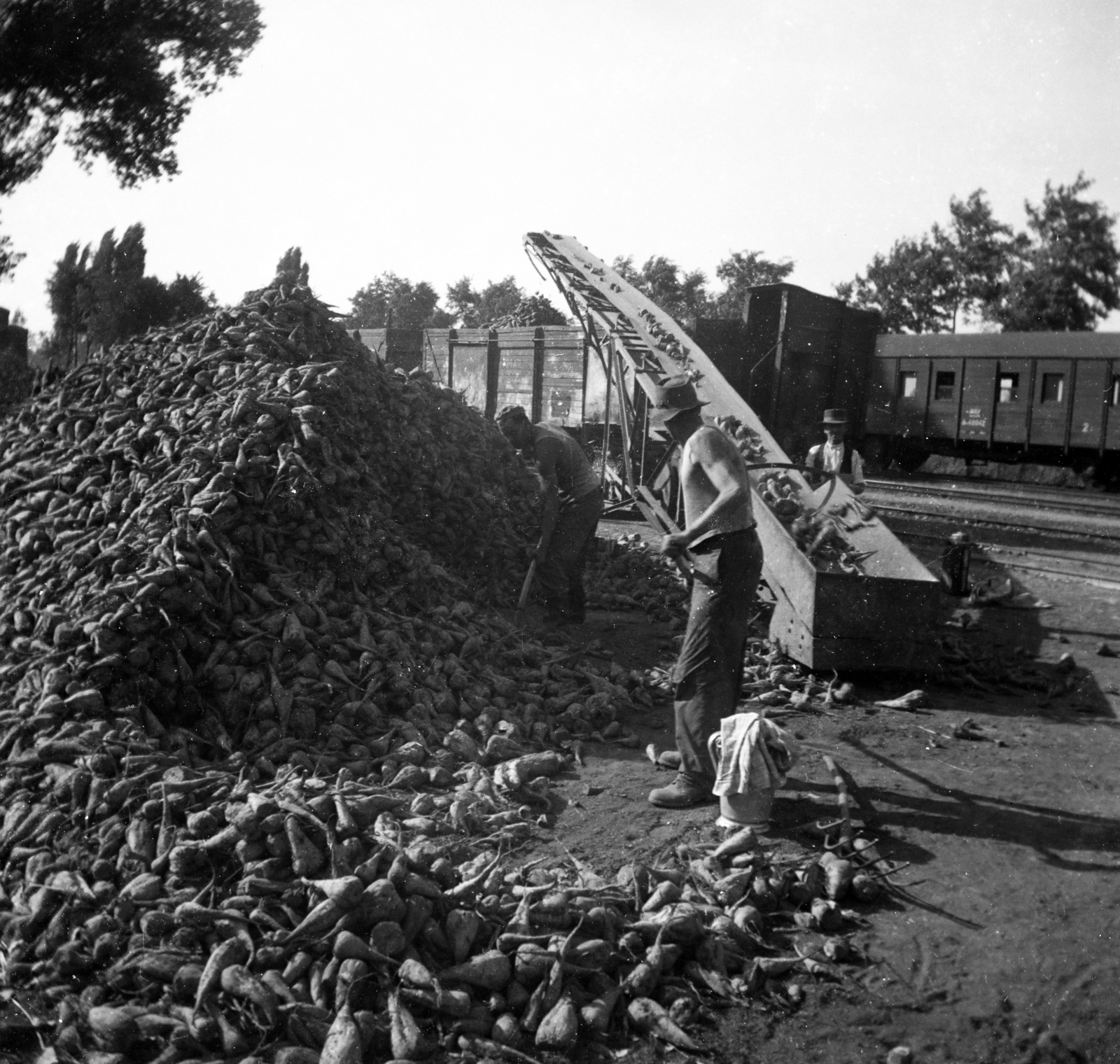 Hungary, Vésztő, vasútállomás., 1961, Bessenyei István, agriculture, rail, train station, conveyor belt, sugar beet, making of sugar, Fortepan #197032