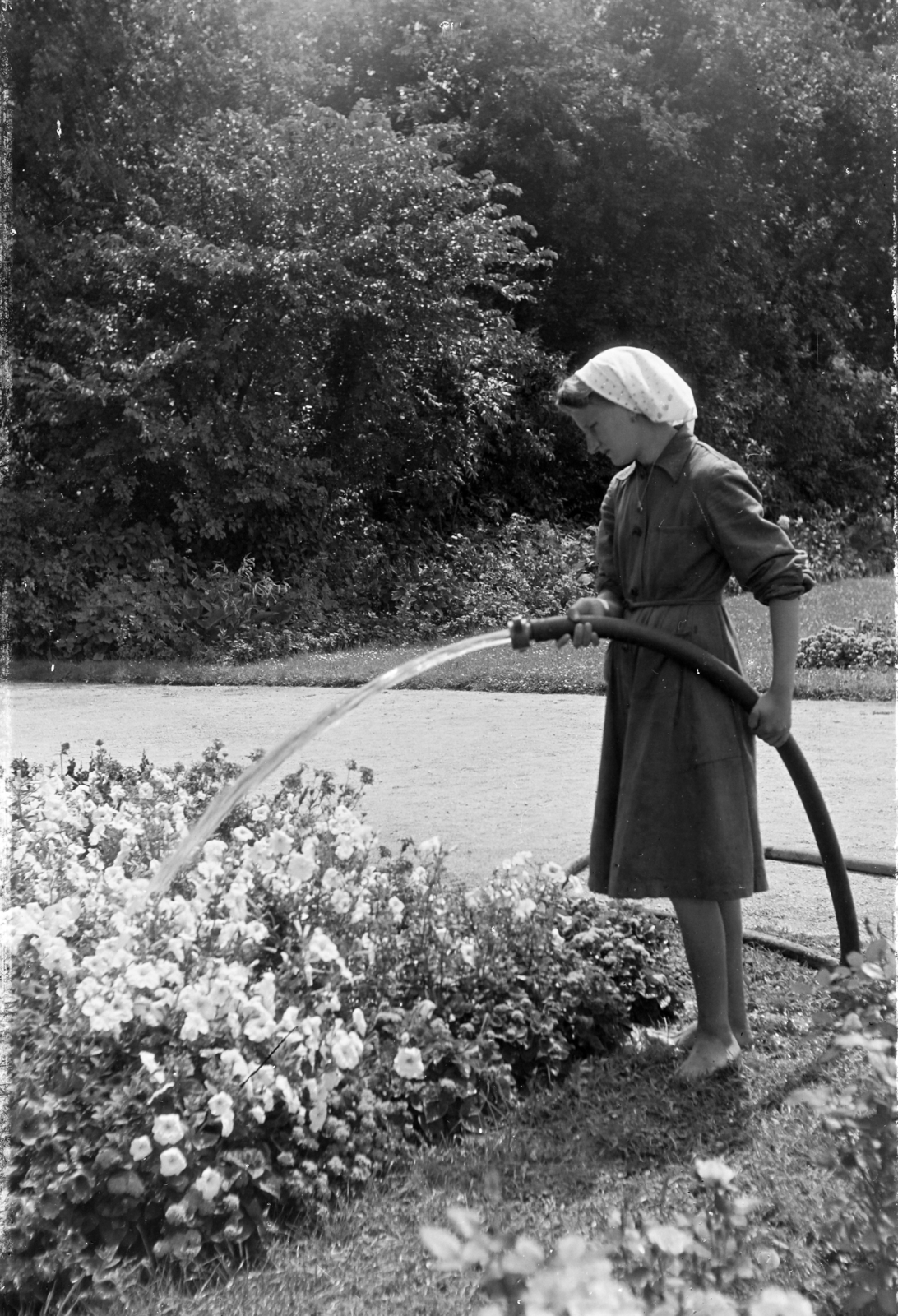 1954, Keveházi János, headscarf, hose, hosing, flower bed, Fortepan #197091