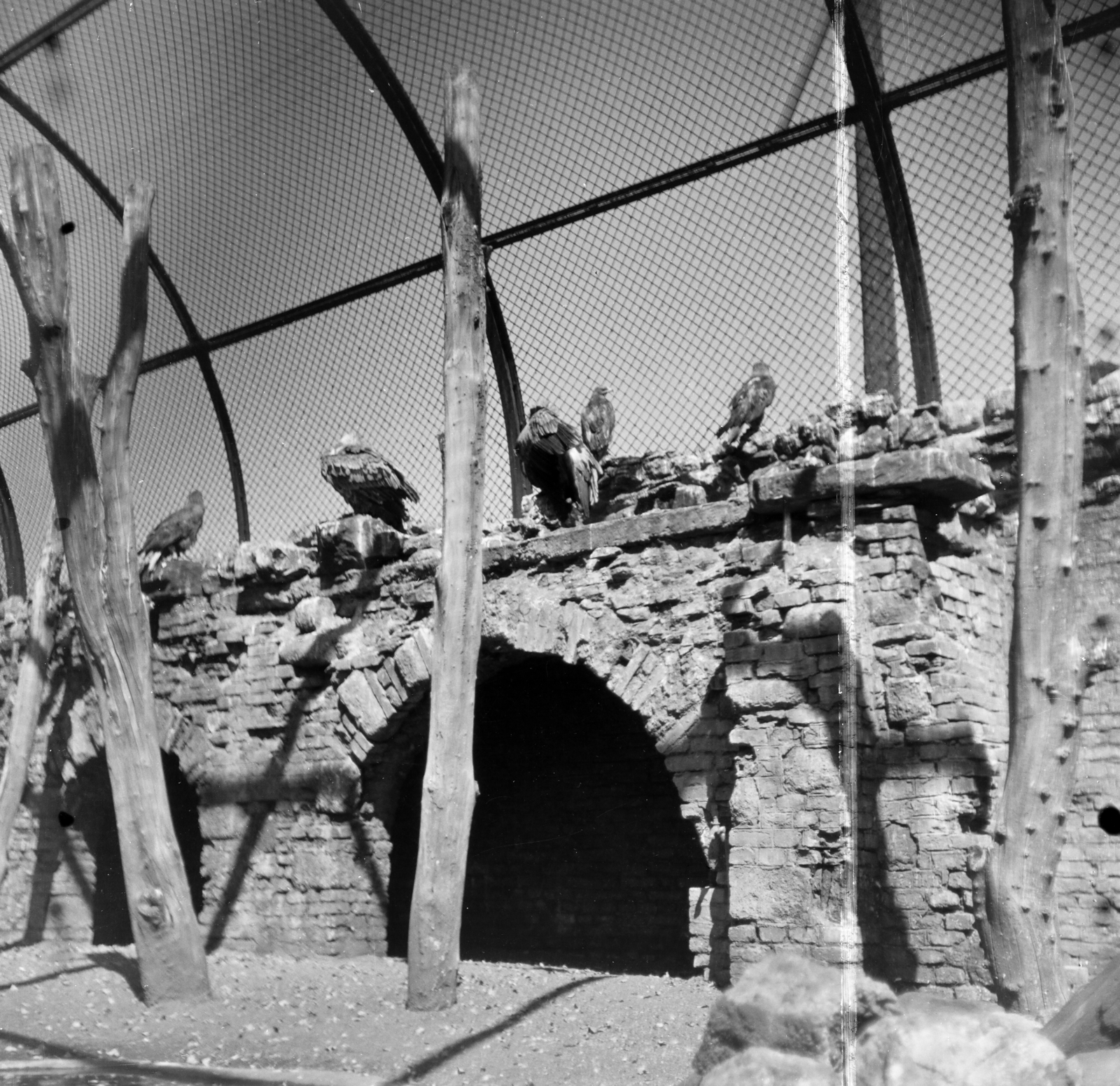 Hungary, Zoo, Budapest XIV., 1954, Keveházi János, Budapest, pen, bird, zoo, Fortepan #197110
