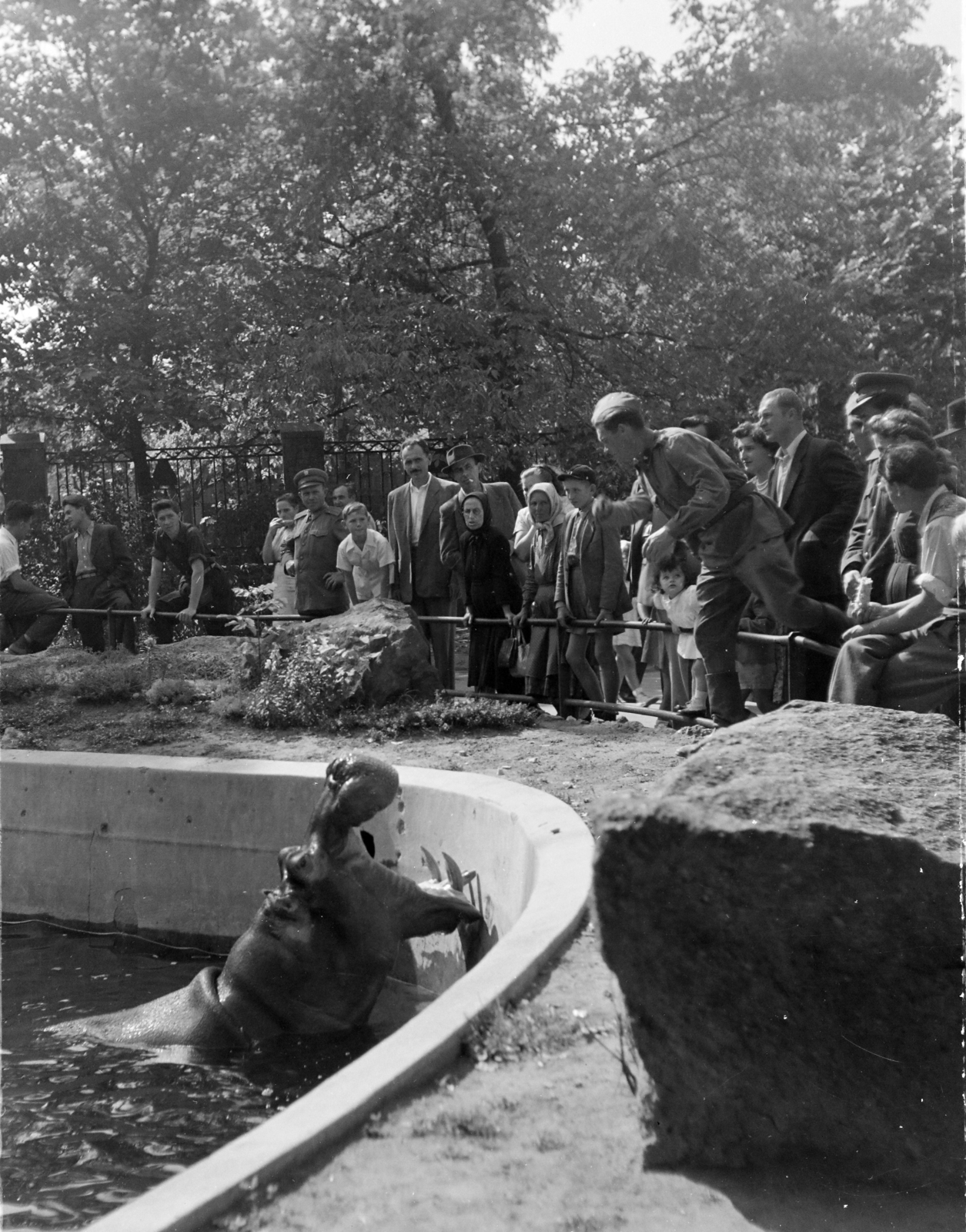 Magyarország, Városliget,Állatkert, Budapest XIV., 1954, Keveházi János, víziló, állatkert, Budapest, Fortepan #197113